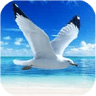 海鸥模拟器 V1.0.1 安卓版