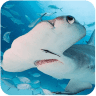 锤头鲨模拟器D手机版 V3D 安卓版