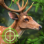 猎鹿动物狩猎 V1.7 安卓版